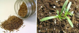 Houseplant seeds, how to grow