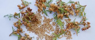 Thuja seeds