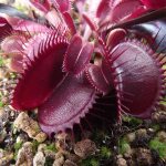 Venus flytrap seeds