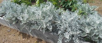 Silvery cineraria