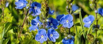 Blue flowers: names, photos and descriptions (catalog)