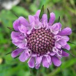 Scabiosa: growing from seeds