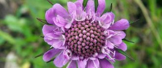 Scabiosa: growing from seeds