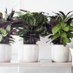 Houseplant Post - Characteristics, Types and Functions