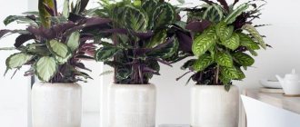 Houseplant Post - Characteristics, Types and Functions