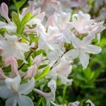 Rhododendron variety White Lights