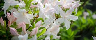 Rhododendron variety White Lights