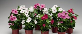 Catharanthus varieties