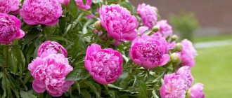 Varieties of peonies