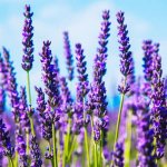 Varietal diversity of lavender - description of the most popular varieties