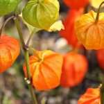 Ripening fruits of Physalis ornamentalis