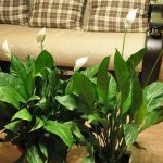 Spathiphyllum - photo