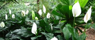 Spathiphyllum in its natural habitat