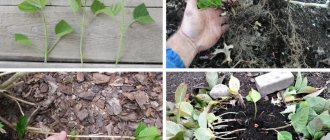 Methods for propagating hydrangea