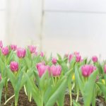 Terms and rules for transplanting tulips