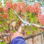 Timing for autumn pruning of hydrangea in Kazakhstan