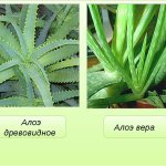 Agave and aloe photo