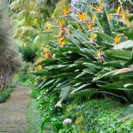 strelitzia