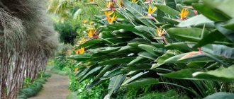 strelitzia