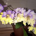 Streptocarpus: care and cultivation from seeds, propagation rules