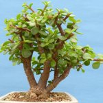 Succulent portulacaria afra