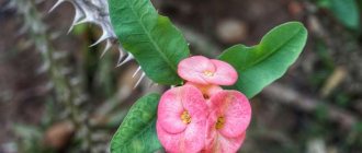 Succulents in the country - Euphorbia Mile