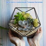 Succulents in a florarium