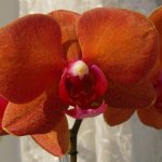 Сурф Сонг орхидея