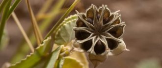 Fresh abutilon seed material has very high germination rates