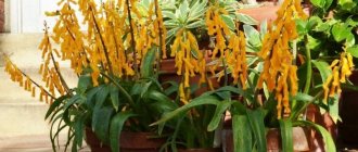 Your own sun on the windowsill: 7 beautiful plants with bright yellow flowers