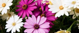 This is how numerous misconceptions arise that daisies are colored and multi-colored.