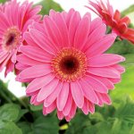 Such different gerberas: a description of the species of a motley variety of guests from South America