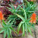 Such rosettes with inflorescences are characteristic of all types of aloe.