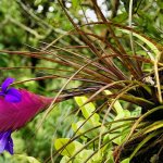 Тилландсия синяя (Tillandsia Cyanea)