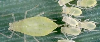 Aphid