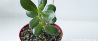 Crassula is one of the most unpretentious indoor plants that can be found in almost every home.