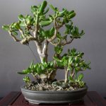 Crassula in the form of a tree