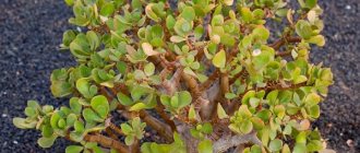 Crassula ovoid