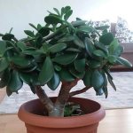 Crassula