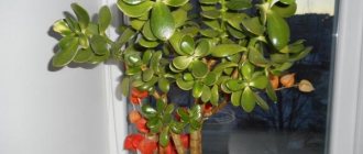 Crassula