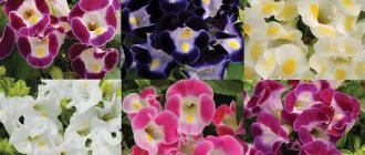 torenia varieties