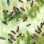 Thrips on a violet leaf