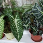 &#39;Tropical exotica on your windowsill - an alocasia flower. How the &quot;weather plant&quot; blooms&#39; width=&quot;600 