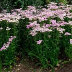 yarrow in the garden