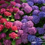 In many types of hydrangeas, abundant and continuous flowering begins in the second ten days of June and lasts until the end of September