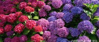 In many types of hydrangeas, abundant and continuous flowering begins in the second ten days of June and lasts until the end of September