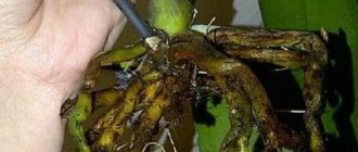 The orchid&#39;s roots have rotted, how to save it