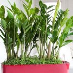 Fertilizer for Zamioculcas