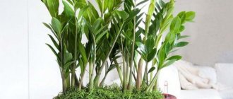 Fertilizer for Zamioculcas