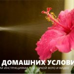 Уход за гибискусом в домашних условиях